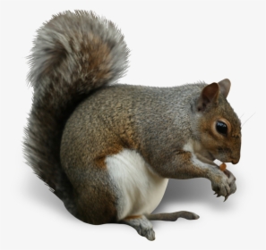 Squirrel Insect Nut Eating Cashew - Types Of Squirrels In Uk, HD Png Download, Transparent PNG