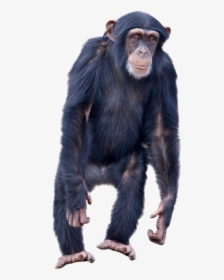 Monkey Standing Png Image - Monkey Standing, Transparent Png, Transparent PNG