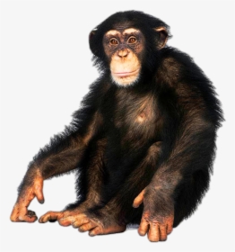 Mammal,vertebrate,common Chimpanzee,primate,old World - Chimpanzee With White Background, HD Png Download, Transparent PNG