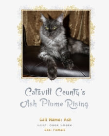 Ash - Black Cat, HD Png Download, Transparent PNG
