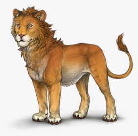 Different Colors Of Lion, HD Png Download, Transparent PNG
