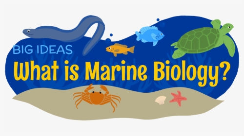 What Is Marine Biology - Marine Biologist Clipart, HD Png Download, Transparent PNG