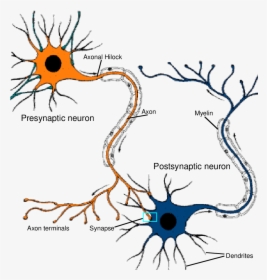 Transparent Connected Png - Neurons Connected To Each Other, Png Download, Transparent PNG