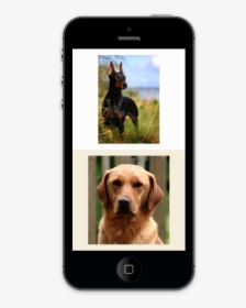 Labrador Retriever, HD Png Download, Transparent PNG