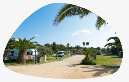 Camping Con Area Camper E Caravan - Attalea Speciosa, HD Png Download, Transparent PNG