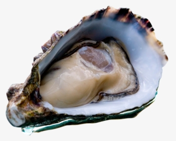 Coffin Bay Oyster Icon - Diarrhetic Shellfish Poisoning, HD Png Download, Transparent PNG