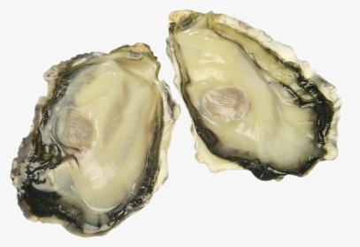 Oyster,oysters - Tiostrea Chilensis, HD Png Download, Transparent PNG