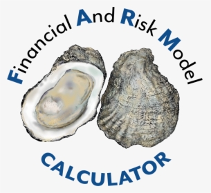 Transparent Oysters Png - Anti Acne Foods, Png Download, Transparent PNG