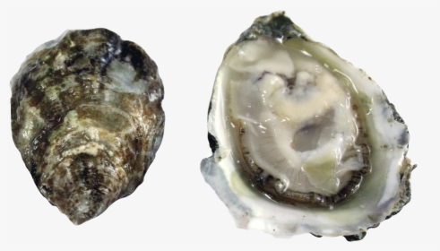 Olympia Oyster, HD Png Download, Transparent PNG