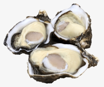 Single Seed Oysters - Tiostrea Chilensis, HD Png Download, Transparent PNG