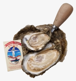 Fishermans Daughter Brand Oysters - Tiostrea Chilensis, HD Png Download, Transparent PNG