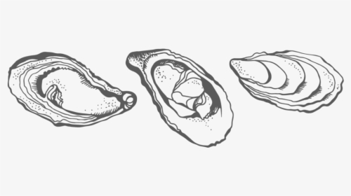 Collection Of Images High Quality Free - Oyster Drawing Png, Transparent Png, Transparent PNG
