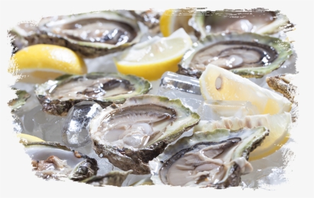 Dirty Al S Oysters - Oyster, HD Png Download, Transparent PNG