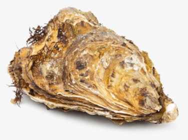 Oyster Closed, HD Png Download, Transparent PNG