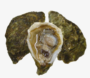 Kumiai Oysters, HD Png Download, Transparent PNG