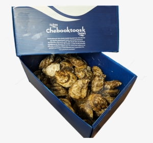 Chebooktoosk Oysters, HD Png Download, Transparent PNG