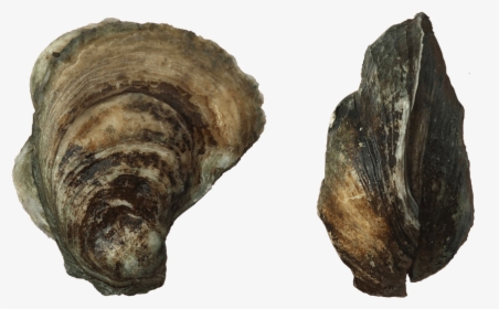 Port Royal Wild Oysters - Shell, HD Png Download, Transparent PNG
