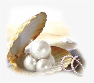 Oyster Pearl Png - Shell With Pearl Png, Transparent Png, Transparent PNG