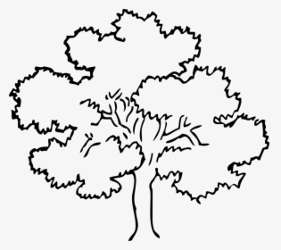 Tree, Oak, Maple, Poplar, Sycamore, Fruit Tree - Tree Black And White, HD Png Download, Transparent PNG