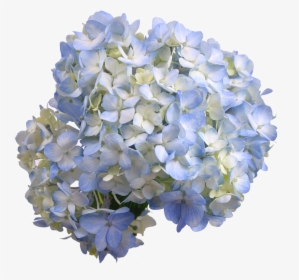 Blue Hydrangea Transparent, HD Png Download, Transparent PNG