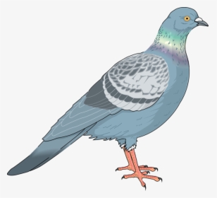 Homing Pigeon Columbidae Bird Clip Art - Pigeon Vector Png Free, Transparent Png, Transparent PNG