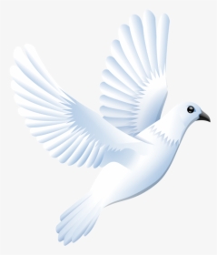 Feather,wing,bird - White Dove Clipart, HD Png Download, Transparent PNG