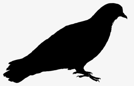 Feral Pigeon Bird Pigeon Free Photo - Pigeon Silhouette Png, Transparent Png, Transparent PNG