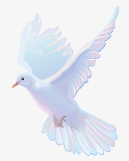 Vector - Pretty White Dove, HD Png Download, Transparent PNG