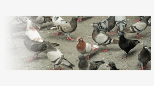 Pigeons Video , Transparent Cartoons - Rock Dove, HD Png Download, Transparent PNG
