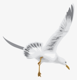 White Stork, HD Png Download, Transparent PNG