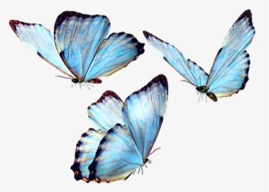 #butterfly #butterflies #butterflys #fly #blue #bluebutterfly - Butterfly Png, Transparent Png, Transparent PNG