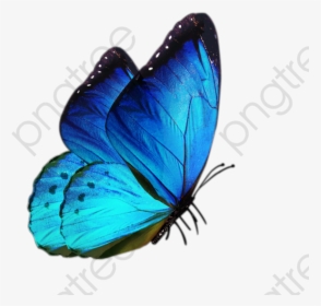 Blue Butterfly Clipart Png - Butterfly Png For Editing, Transparent Png, Transparent PNG