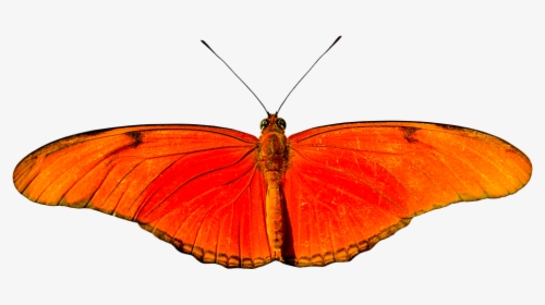 Animal, Butterfly, Flying, Isolated, Wing, Probe - Lycaena, HD Png Download, Transparent PNG