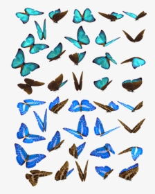 Butterfly, Butterflies, Swarm, Insect, Iridescent, - Butterflies Swarm, HD Png Download, Transparent PNG