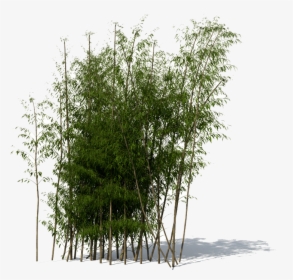 Bamboo Png - Bamboo Tree 3d Model, Transparent Png, Transparent PNG