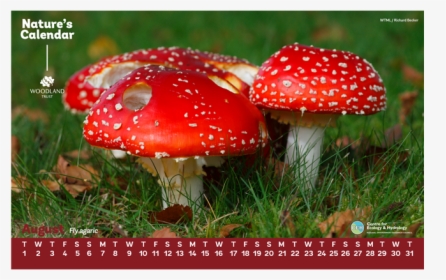 Edible Mushroom, HD Png Download, Transparent PNG