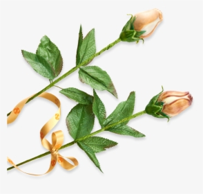 Evergreen Rose, HD Png Download, Transparent PNG