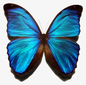 Blue Morpho Butterfly - Blue Butterfly With No Background, HD Png Download, Transparent PNG