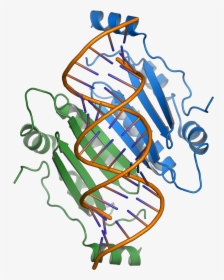 1r9f Tombusvirus P19 - Overlapping Gene, HD Png Download, Transparent PNG