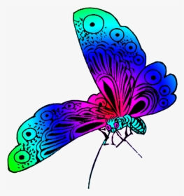 Beautiful Butterfly Strong Colors - Different Colors Of Butterfly, HD Png Download, Transparent PNG