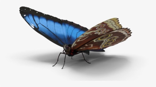 White Admiral Or Red Spotted Purple, HD Png Download, Transparent PNG