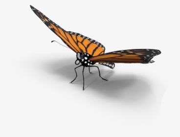 #butterfly #shadow #3d #interesting #freetoedit - Butterfly Png With Shadow, Transparent Png, Transparent PNG