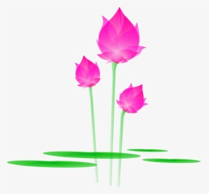 Lotus Png - Tulip, Transparent Png, Transparent PNG