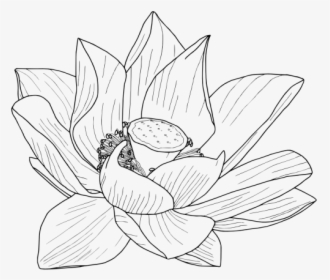 Lotus Drawing Png Vector, Clipart - Flower Tumblr Drawing Transparent, Png Download, Transparent PNG