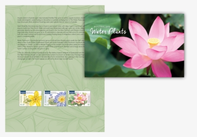 Lotus - Sacred Lotus, HD Png Download, Transparent PNG
