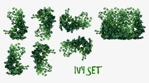 Real Leaves Png Pic - Real Ivy Plants Png, Transparent Png, Transparent PNG