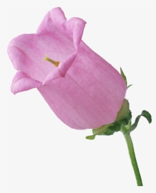 Big Pink Single Bellflower Branch Flower - Flower, HD Png Download, Transparent PNG