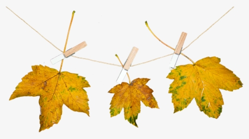 Nature Leaves Autumn Free Photo - Png Autumn Nature, Transparent Png, Transparent PNG
