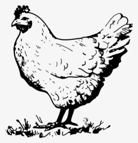 Black And White Chicken Clip Art, HD Png Download, Transparent PNG
