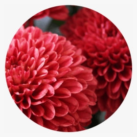Flowers With Many Small Petals, HD Png Download, Transparent PNG
